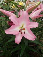 [5218 Highbury VZ No02.JPG]